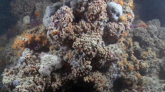 Первый коралловый риф на побережье Адриатического моря в Италии Первый коралловый риф на побережье Адриатического моря в Италии