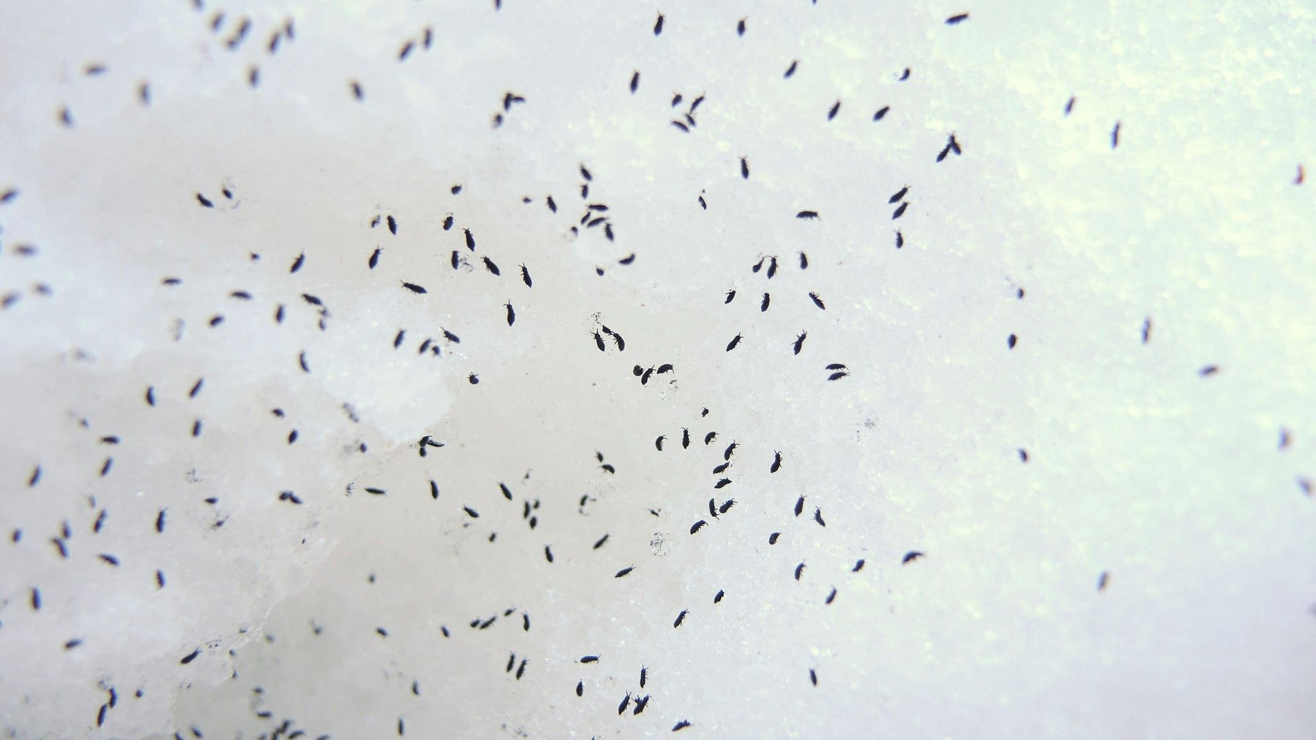 Насекомые Hypogastrura nivicola (снежная блоха) на снегу Насекомые Hypogastrura nivicola (снежная блоха) на снегу - РИА Новости, 1920, 20.12.2021