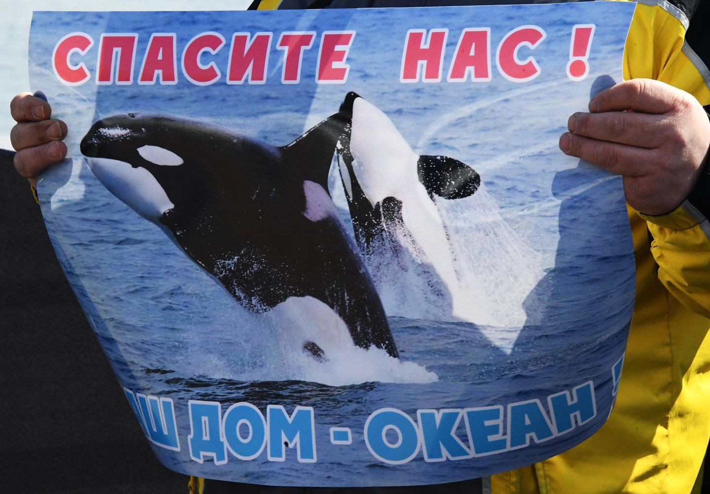 Участники пикета в защиту белух и косаток в бухте Средняя в Приморье. 16 марта 2019 