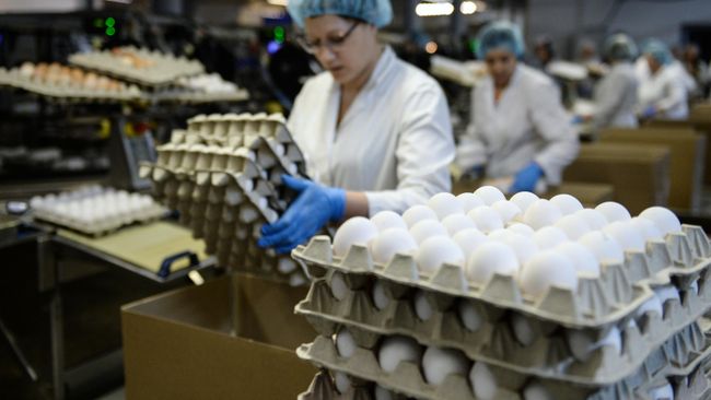 Сотрудница на участке сортировки и упаковки яиц на птицефабрике