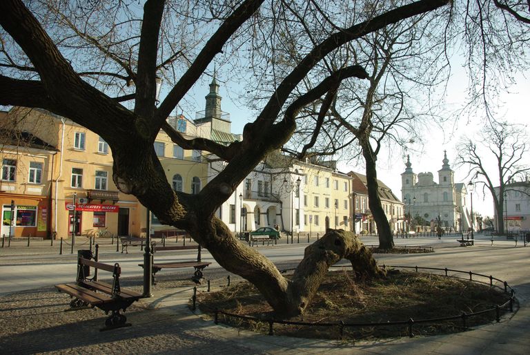 Дерево, преклонившее колени, Польша Дерево, преклонившее колени, Польша