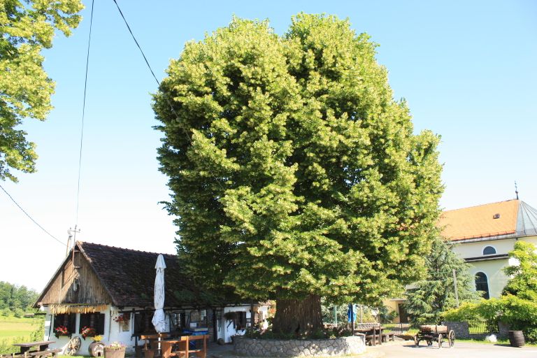 Липа Губеца, Хорватия Липа Губеца, Хорватия