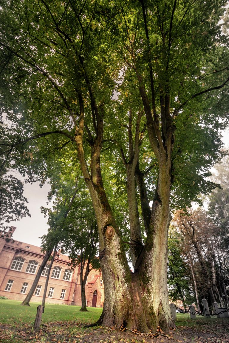 Липа Раудонского замка, Литва Липа Раудонского замка, Литва