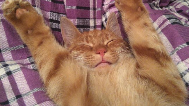Рыжий кот Саня Рыжий кот Саня