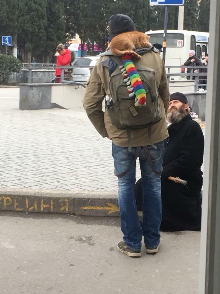 Рыжий кот Рыжий кот