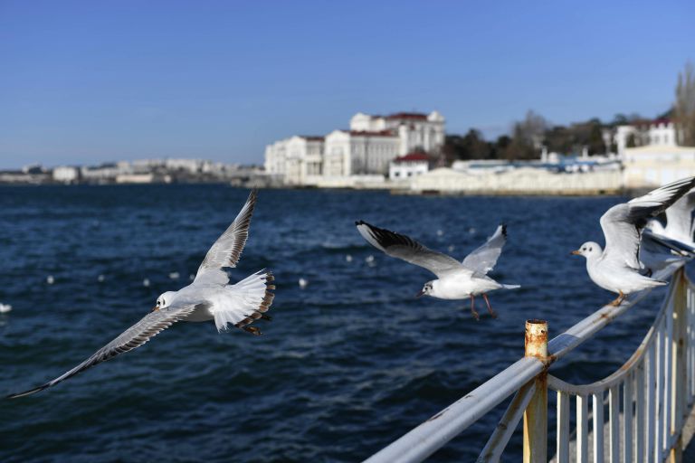 Чайки в Арт-бухте в Севастополе Чайки в Арт-бухте в Севастополе