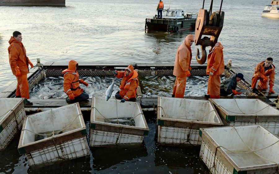 Массовый лов красной рыбы на побережье Берингова моря в Анадыре Массовый лов красной рыбы на побережье Берингова моря в Анадыре