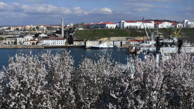 Цветущие деревья у Севастопольской бухты Цветущие деревья у Севастопольской бухты