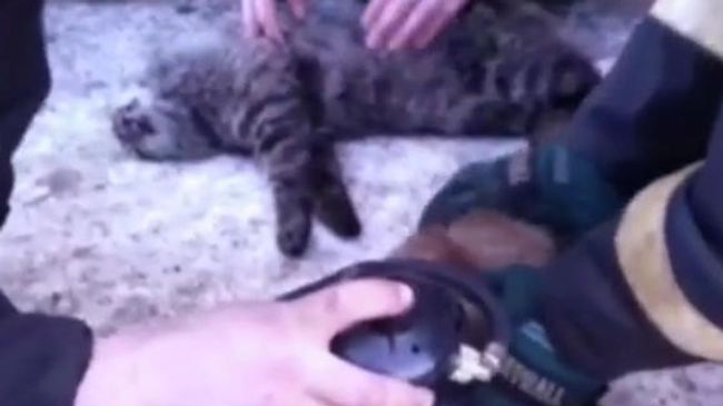 Скриншот видео, где сотрудники МЧС делают искусственное дыхание котам Скриншот видео, где сотрудники МЧС делают искусственное дыхание котам