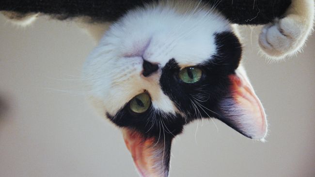 Кот Кот