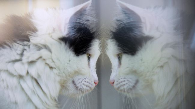 Кошка Кошка