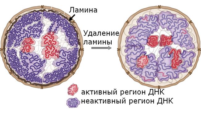 Белковые заборы в ядре клетки оказались важной частью упаковки ДНК Белковые заборы в ядре клетки оказались важной частью упаковки ДНК