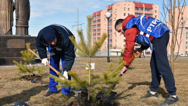 Волонтеры сажают ели в Кемерово в честь полного перехода кемеровской области на цифровое телевещание. 6 апреля 2019 Волонтеры сажают ели в Кемерово в честь полного перехода кемеровской области на цифровое телевещание. 6 апреля 2019