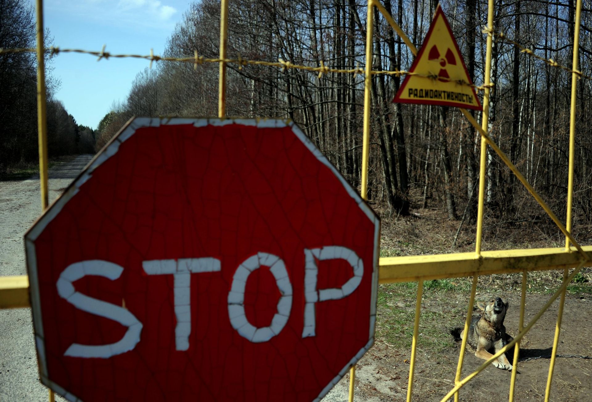 Собака у деревни Новоселки на территории Полесского радиационно-экологического заповедника в Белоруссии Собака у деревни Новоселки на территории Полесского радиационно-экологического заповедника в Белоруссии - РИА Новости, 1920, 31.10.2025