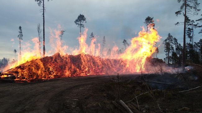 Пожар в Лосином острове. 14 апреля 2019