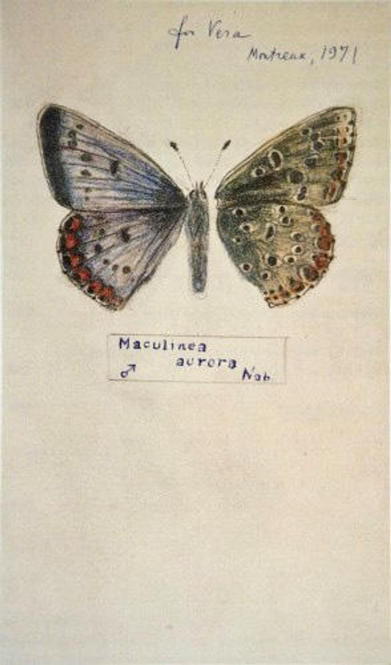 Рисунок Владимира Набокова