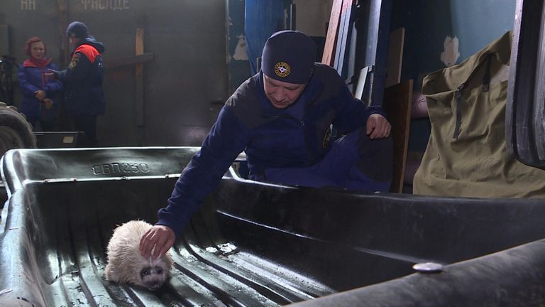 Спасение детеныша нерпы в Магадане Спасение детеныша нерпы в Магадане