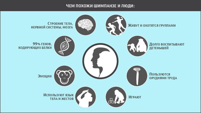 Чем похожи шимпанзе и люди Чем похожи шимпанзе и люди