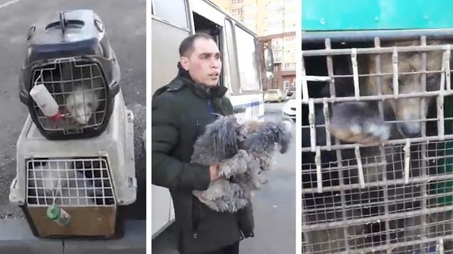 Животные, обнаруженные в запертом автомобиле, в Челябинске Животные, обнаруженные в запертом автомобиле, в Челябинске