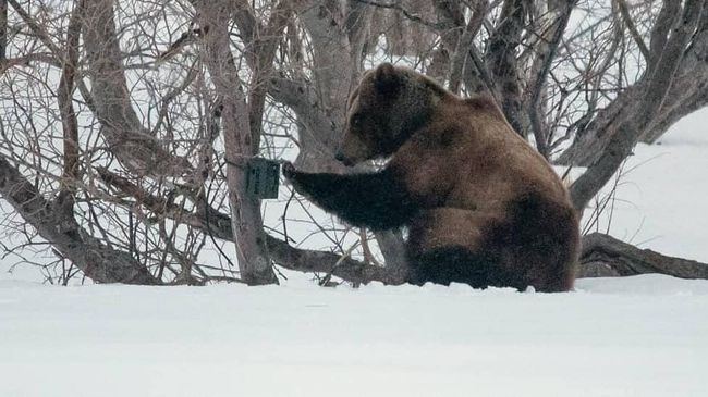 Медведь пытается уничтожить обнаруженную фотоловушку в Кроноцком заповеднике Медведь пытается уничтожить обнаруженную фотоловушку в Кроноцком заповеднике