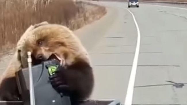 В Сети опубликовали видео кражи холодильника медведем на Камчатке В Сети опубликовали видео кражи холодильника медведем на Камчатке