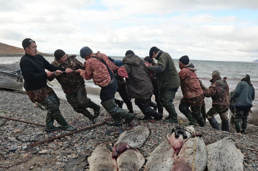 Мужчины вытаскивают тушу моржа на берег в районе поселка Аккани Мужчины вытаскивают тушу моржа на берег в районе поселка Аккани