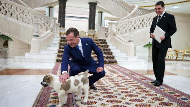Президент Туркмении Гурбангулы Бердымухамедов подарил премьер-министру России Дмитрию Медведеву щенка алабая. 30 мая 2019 Президент Туркмении Гурбангулы Бердымухамедов подарил премьер-министру России Дмитрию Медведеву щенка алабая. 30 мая 2019