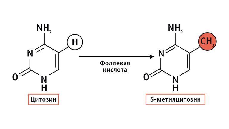 Процесс метилирования Процесс метилирования