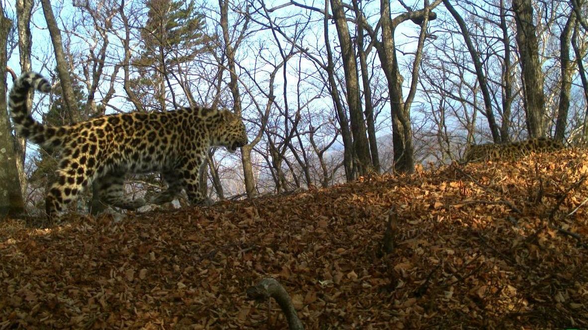 Котенок самки Leo 16F Борте Котенок самки Leo 16F Борте - РИА Новости, 1920, 01.03.2021