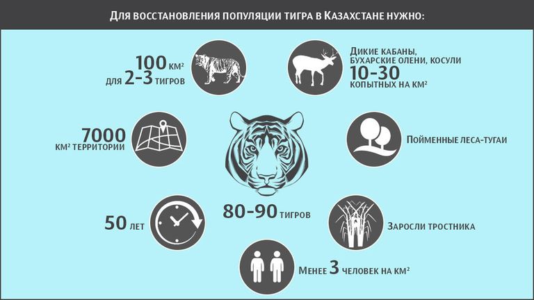 Для восстановлеия популяции тигра в Казахстане нужно Для восстановлеия популяции тигра в Казахстане нужно