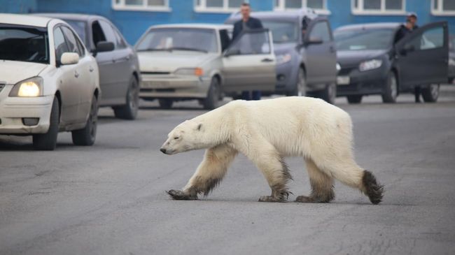Белая медведица гуляет по улицам Норильска. 19 июня 2019 Белая медведица гуляет по улицам Норильска. 19 июня 2019