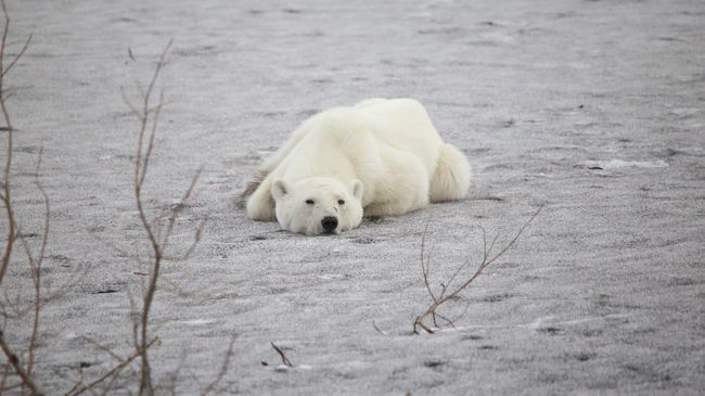 Белая медведица гуляет по улицам Норильска