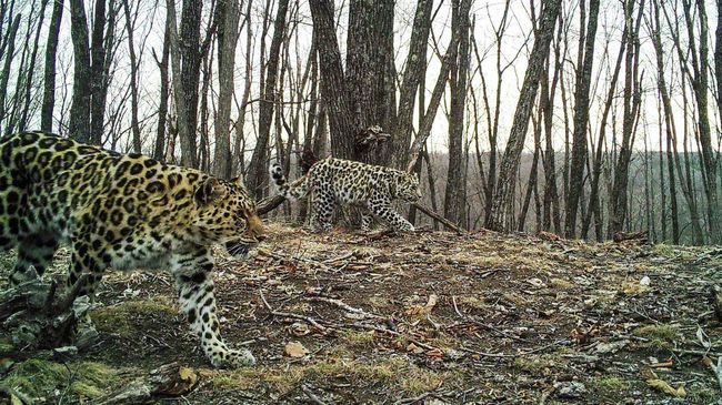Самка леопарда — крестницы актрисы Памелы Андерсон Leo 38F в сопровождении котенка Самка леопарда — крестницы актрисы Памелы Андерсон Leo 38F в сопровождении котенка