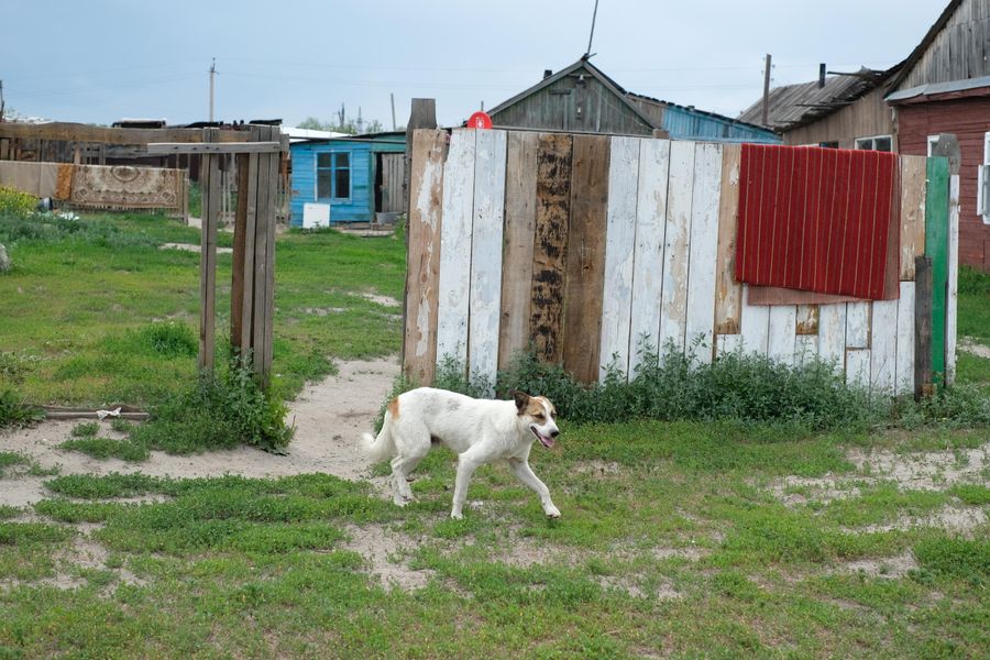 По оставленному цыганами поселку бегают собаки По оставленному цыганами поселку бегают собаки