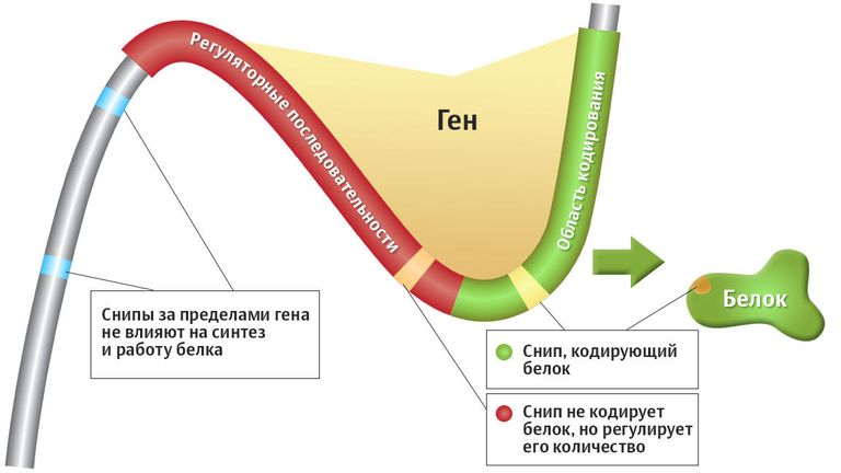 Что такое однонуклеотидный полиморфизм, SNP (снип) Что такое однонуклеотидный полиморфизм, SNP (снип)