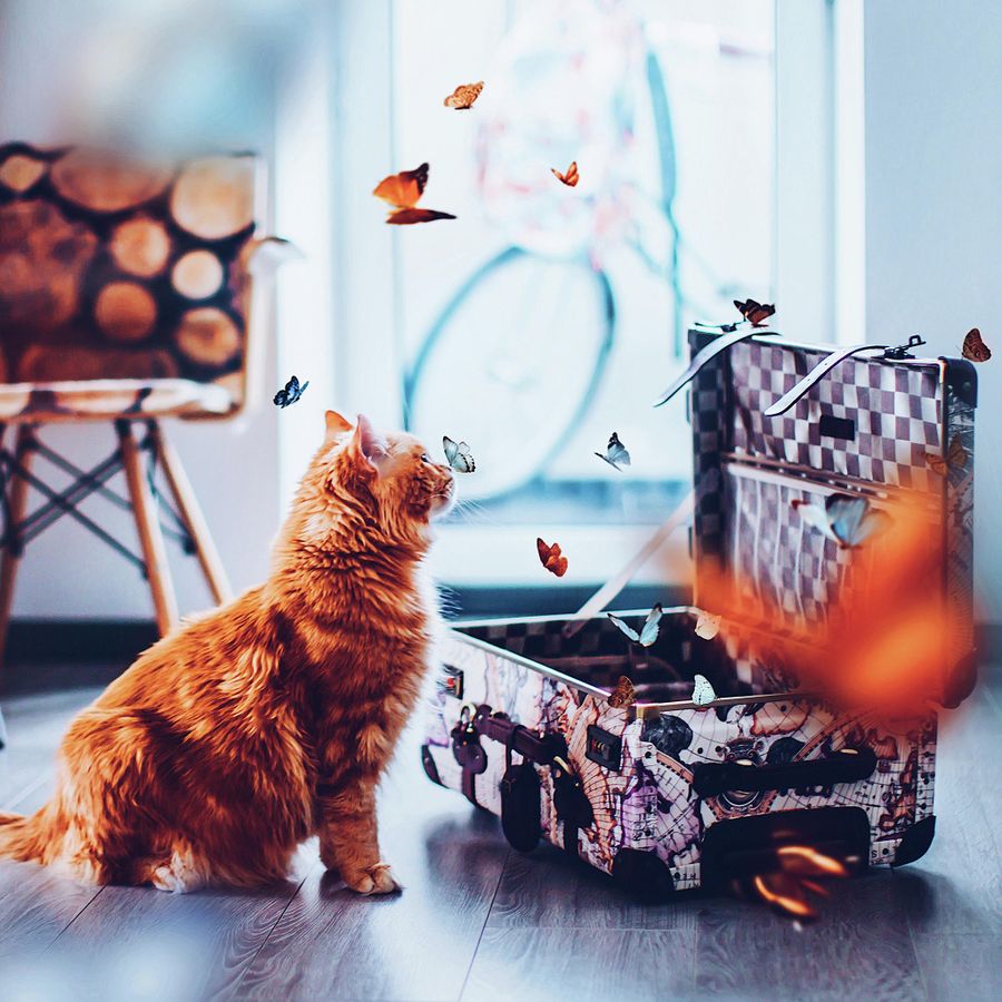 Котлета в бабочках