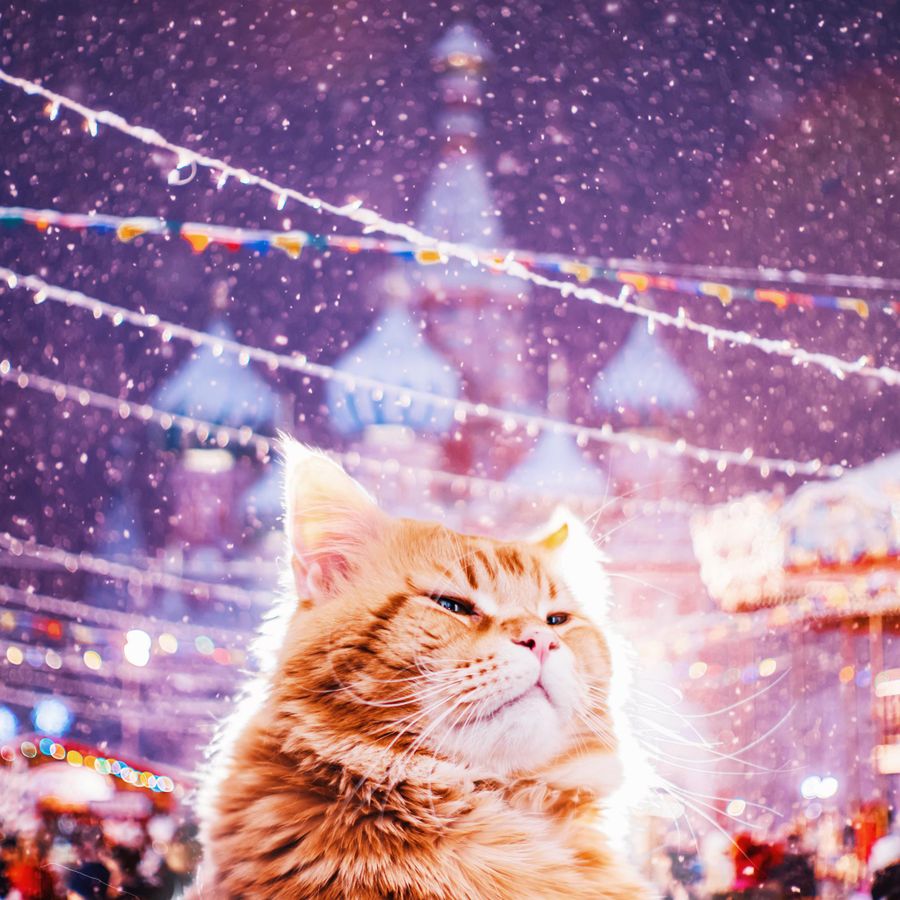 Котлета и Собор Василия Блаженного