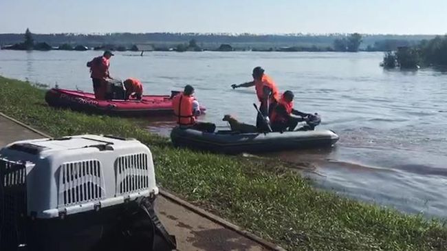 Сотрудники МЧС эвакуируют собак из зоны паводка в городе Тулуне. 30 июня 2019 Сотрудники МЧС эвакуируют собак из зоны паводка в городе Тулуне. 30 июня 2019