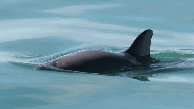 Калифорнийские морские свиньи могут исчезнуть в ближайшие годы Калифорнийские морские свиньи могут исчезнуть в ближайшие годы