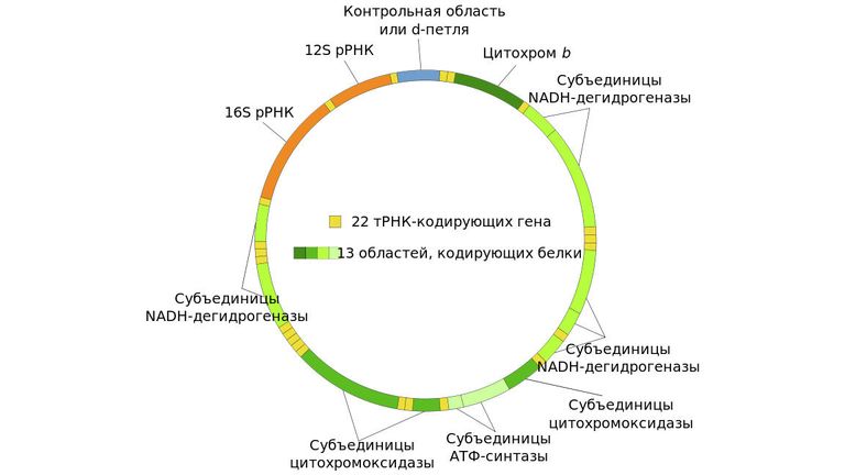 Схема митохондриального генома человека