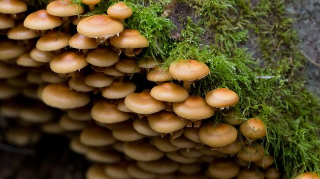 Galerina marginata
