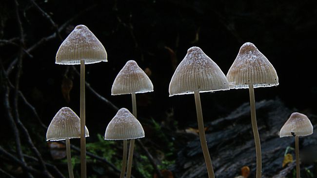 Galerina hypnorum Galerina hypnorum