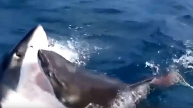 Смертельная схватка белых акул попала на видео Смертельная схватка белых акул попала на видео