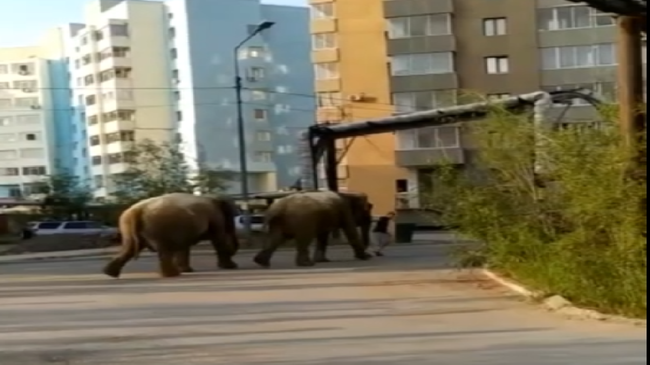 Слоны в Якутске Слоны в Якутске