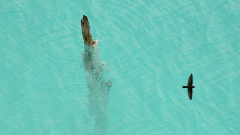 Отражение птицы в воде золоотвала Новосибирской ТЭЦ-5 Отражение птицы в воде золоотвала Новосибирской ТЭЦ-5