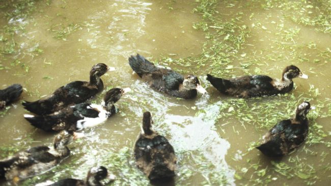 Водоем на даче Водоем на даче