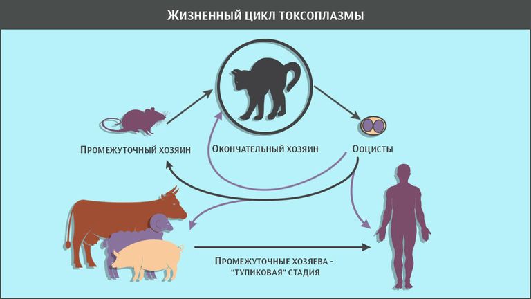 Жизненный цикл токсоплазмы Жизненный цикл токсоплазмы