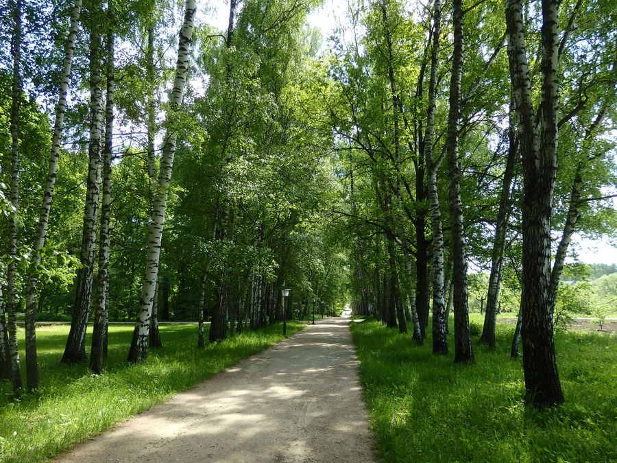 Березовая аллея