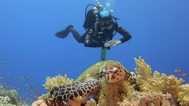 Зеленая черепаха за завтраком, Красное море Зеленая черепаха за завтраком, Красное море