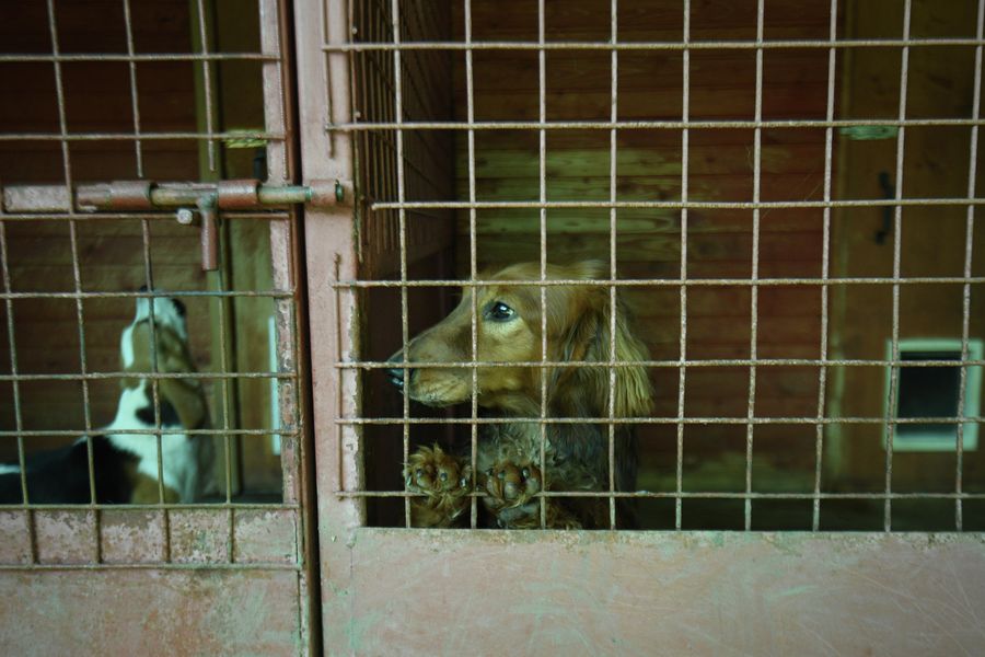 В штате отделения исследования запаховых следов человека ЭКЦ ГУ МВД России по Московской области десять собак-детекторов